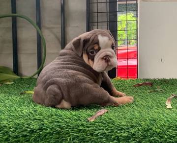 ENGLISH BULLDOG PUPPIES EB445 🐻 BullDog Available