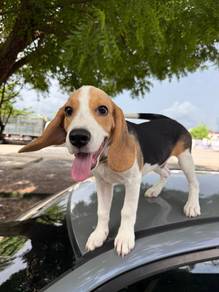 Beagle Puppy
