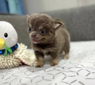 CHIHUAHUA PUPPIES 163🌷Head Apple Cute Dog