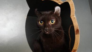 free adoption female cat