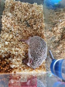 hedgehog landak mini