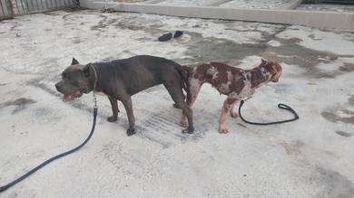 pitbull 