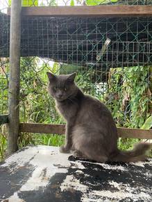 kucing BSH