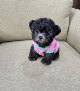 POODLE PUPPIES I135🌻 Tiny-Tea cup Import