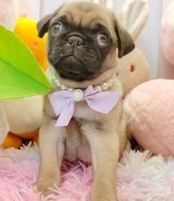 Pug