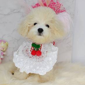 Maltipoo