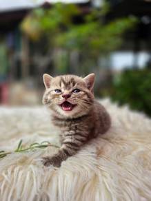 bsh tabby