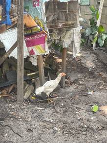 ayam baka baik