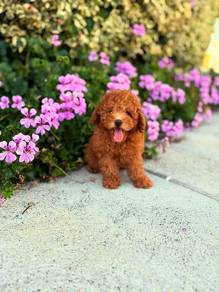 toy poodle 2