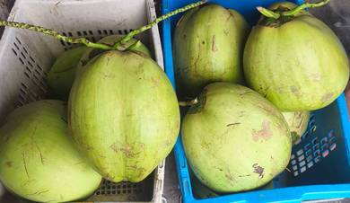 Coconut 