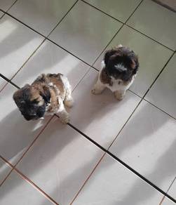 Anak Anjing Shih Tzu Betina Untuk Dijual 🐶