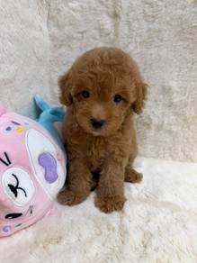 Poodle Brown