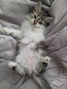Persian Mix Mainecoon Kitten