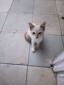 Kucing Jantan