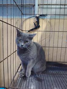 BSH mix munchkin 