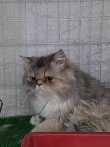 Exotic Persian