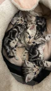 American shorthair cat