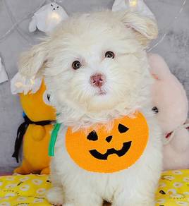 Maltipoo