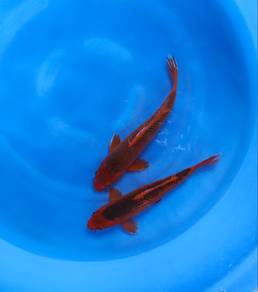 Japanese koi