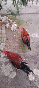 Ayam