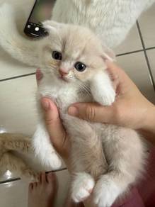 Rehome with fee
