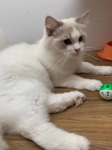 Ragdoll