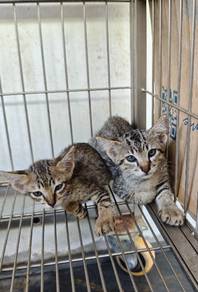 For adoption