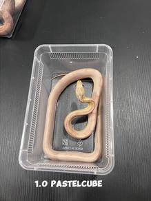 corn snake (pastel cube morph)