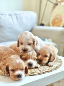 English cocker spaniel 