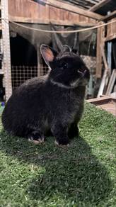 arnab nd netherland dwarf mini