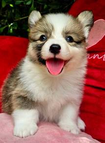 C141 柯基犬 CORGI PUPPIES 🌻 Fluffy Boy~Girl