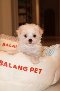J0927 Maltese Cute Round Face Puppy