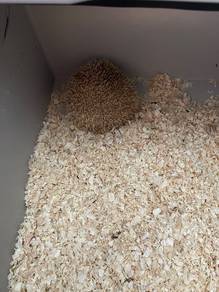 landak mini (hedgehog)