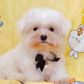 Maltese