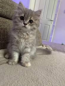 Persian Mix Mainecoon Kitten