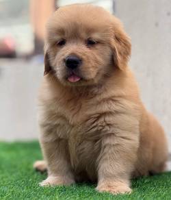 Golden Retriever b