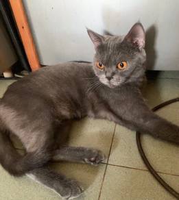 Pure Bsh(female)