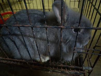 Baby bunny
