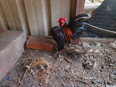 ayam serama jantan