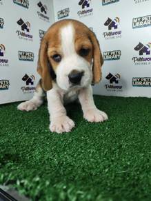 Beagle tri color pup