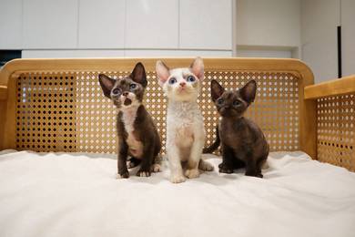Devon rex cat