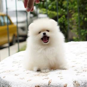 pomeranian 13