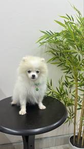 7 mths Old Male White Pomeranian Puppy M-266