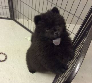 Chow Chow