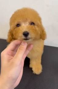Toy Poodle Females
