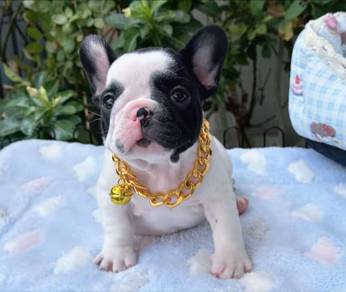 Cute French Bulldog Puppy - FB10
