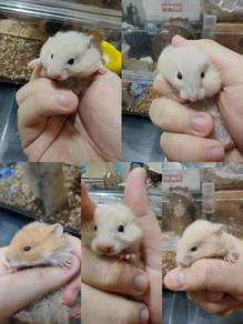 hamster Syrian baby
