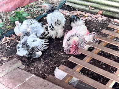 ayam brahma (light Columbian brahma chicken)