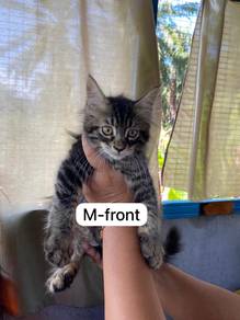 Kitten Mainecoon X BSH