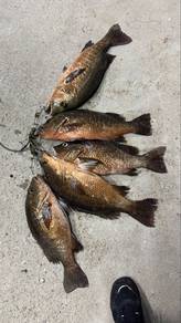 ikan Jenahak Dan magrove jack kakap merah